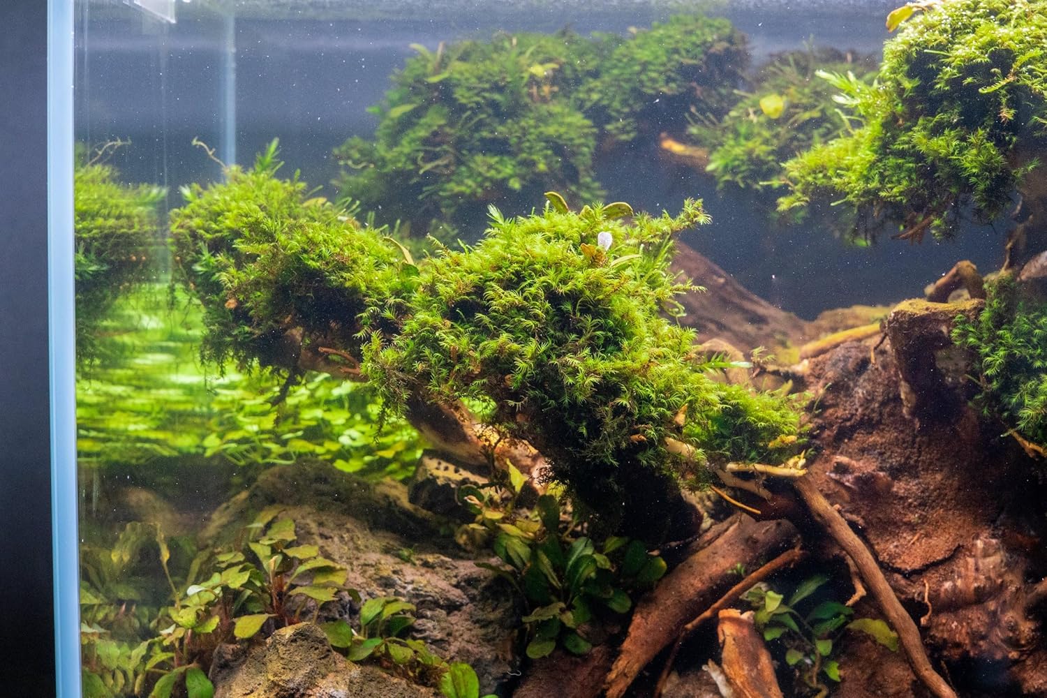 SubstrateSource Live Aquarium Plants on Driftwood, Lava Rock, Moss, Fiber Mat - Freshwater Fish Tanks - Easy, Beginner Friendly (Fissidens Fontanus, (One Golfball))
