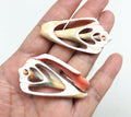PEPPERLONELY 20 PC Center Cut Strawberry Strombus Sea Shells, 1-1/2 Inch ~ 2 Inch