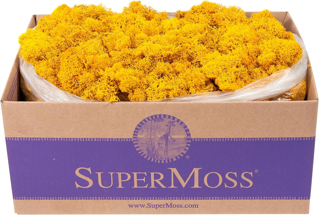 Super Moss (25151 Reindeer Moss Preserved, Mango, 3lbs