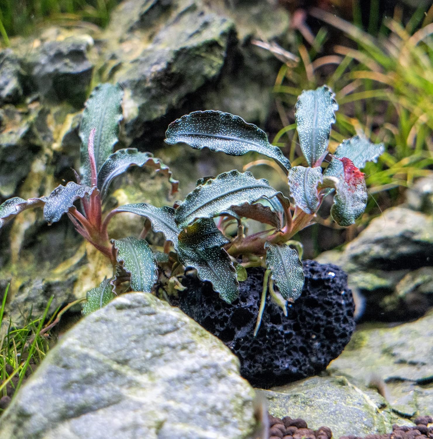 SubstrateSource Live Planted Decor - Bucephalandra Godzilla (Bucephalandra sp.) on Lava Stone (Framed) - Dark Green Leaves with Ruffled Edges Aquatic Plant, Low to Medium Light for Aquascaping, 1 Pack
