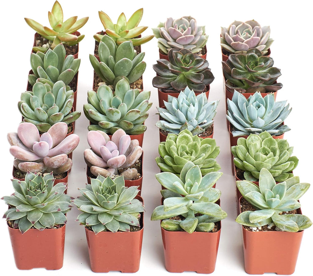 Shop Succulents Rosette Succulent Plant Pack Bulk Collection - Live Mini Succulent Plants, Low Maintenance, Floral Shaped Mix of Colors & Textures - Wedding and Party Favors, Gift & Garden, Pack of 20