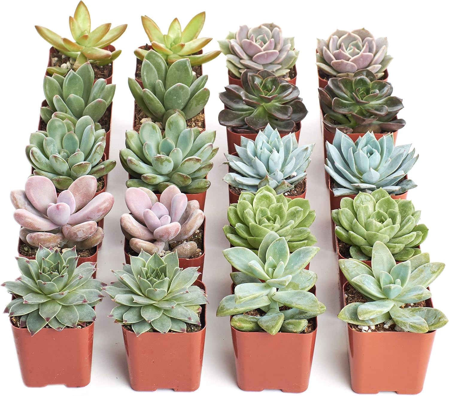Shop Succulents Rosette Succulent Plant Pack Bulk Collection - Live Mini Succulent Plants, Low Maintenance, Floral Shaped Mix of Colors & Textures - Wedding and Party Favors, Gift & Garden, Pack of 20