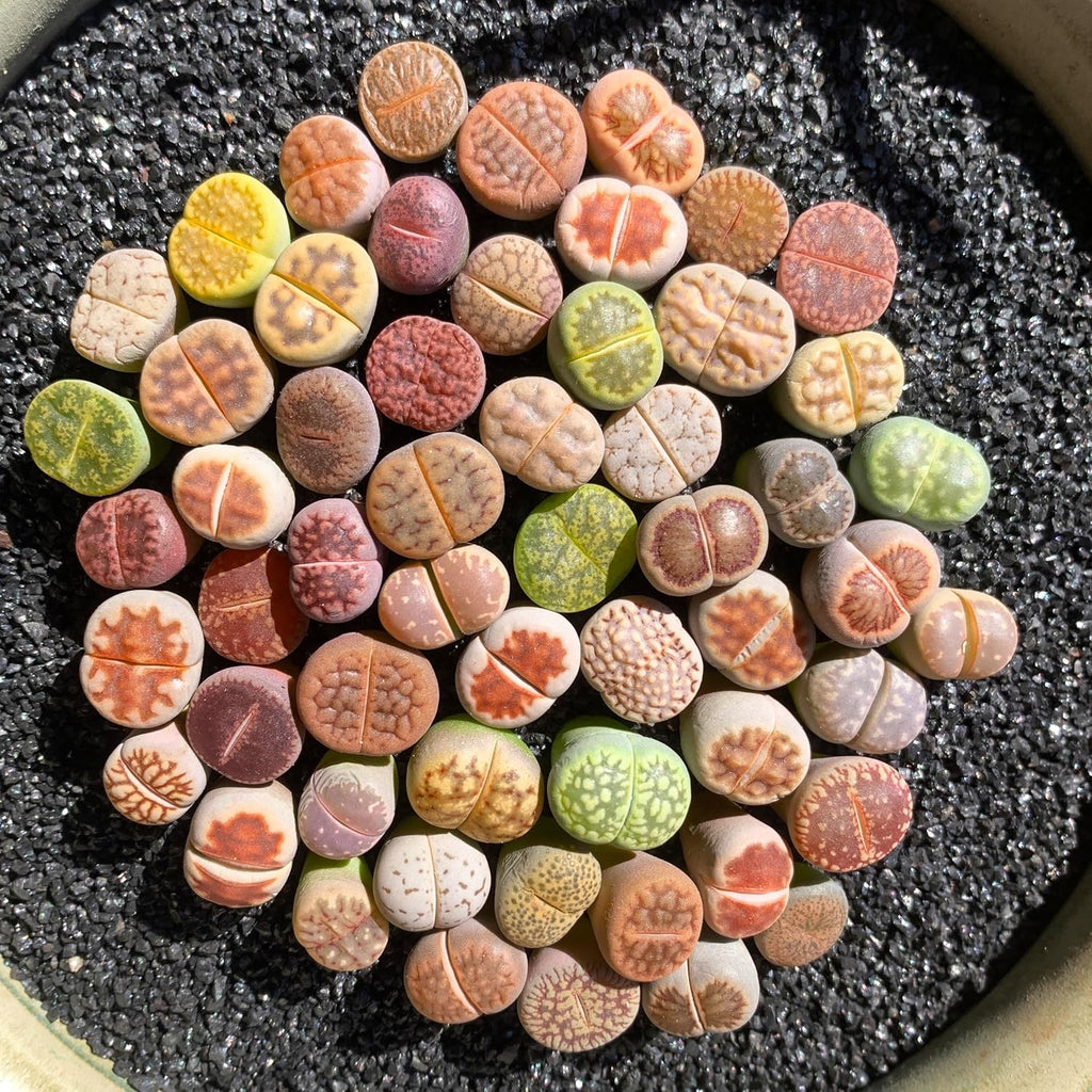 Lithops Random Mix Rare Live Succulent Plants, 30/50/100 Pcs Succulent Live Plant, Bare Root Without Pot Soil, Garden Indoor Office, Friend Plant Lovers Gifts (Normal 30pcs)
