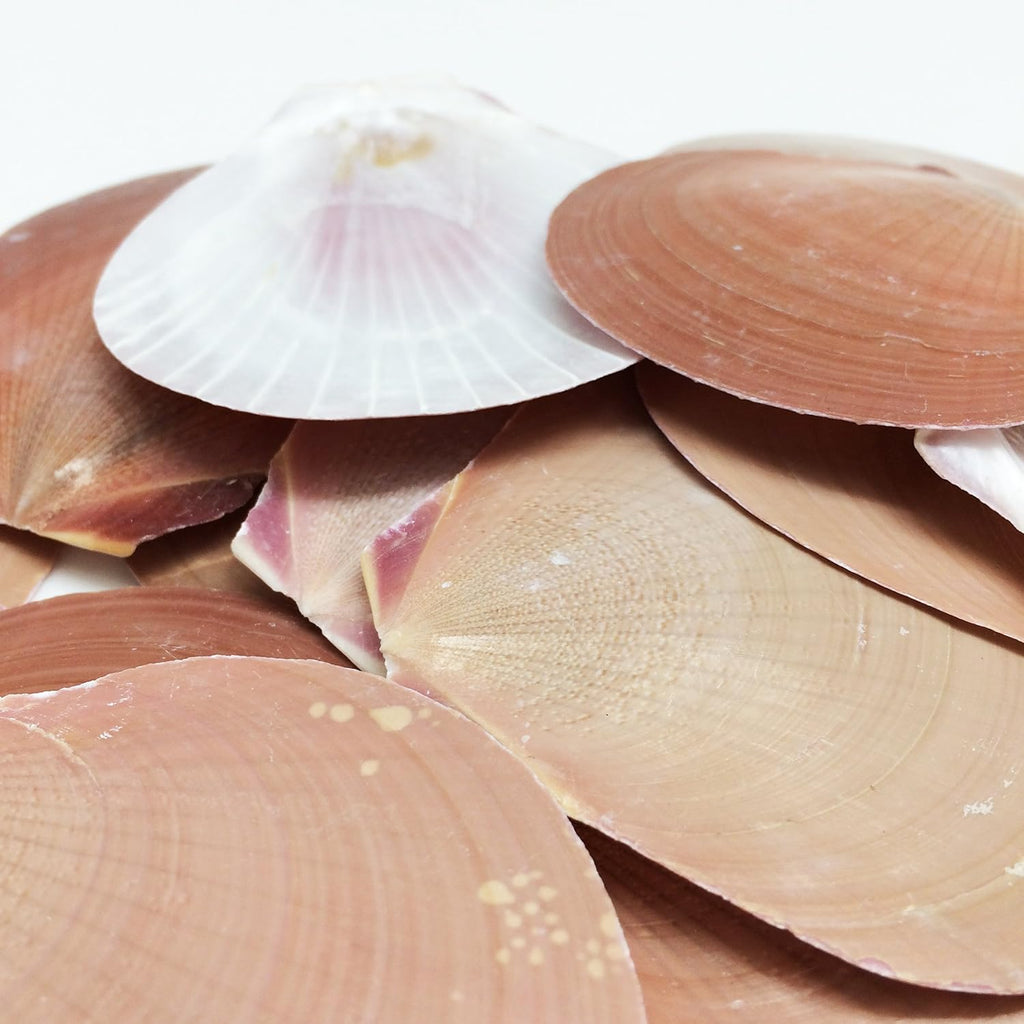 PEPPERLONELY 20PC Brown Sun & Moon Flat Shells Scallop Sea Shells, 2 Inch ~ 3 Inch
