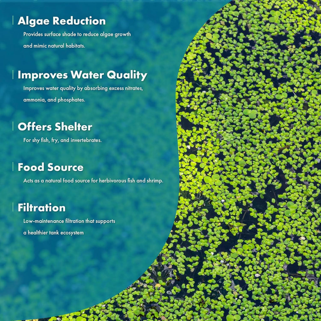 SubstrateSource Live Duckweed (Odorless) - Floating Plant for Freshwater Aquascaping, Turtle Food, Goldfish, Koi, Pond, Terrarium, Betta Fish Tank - Lemna Minor (Aproximately 2000 Plants), 4x4 Bag