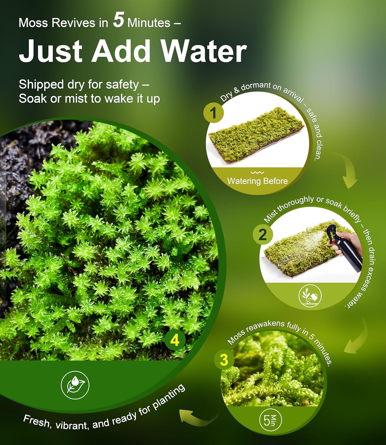 Live Moss – Thuidium Moss (3 Sheets, Each Approx. 3.5"x7") for Terrariums, Bonsai, Plant Decor & Natural Crafts – Naturally Grown, Reusable, Not Artificial