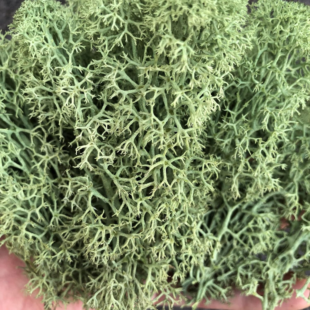 Preserved Reindeer Moss Natural Green DIY Kit Gardenning Art Wall Decor Florist Decor Easter Table Decor Wedding
