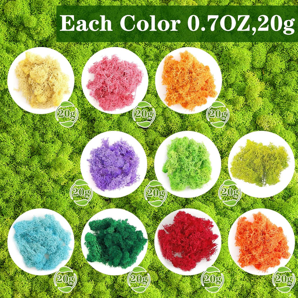 CCINEE 7 oz Mixed Color Reindeer Lichen, 10 Colors 0.7 oz Each Preserved Nordic Dried Floral Forest Lichen for Fairy Gardens Gift Packing Dressing Potted Flower Arrangement Craft Project Lichen Wall