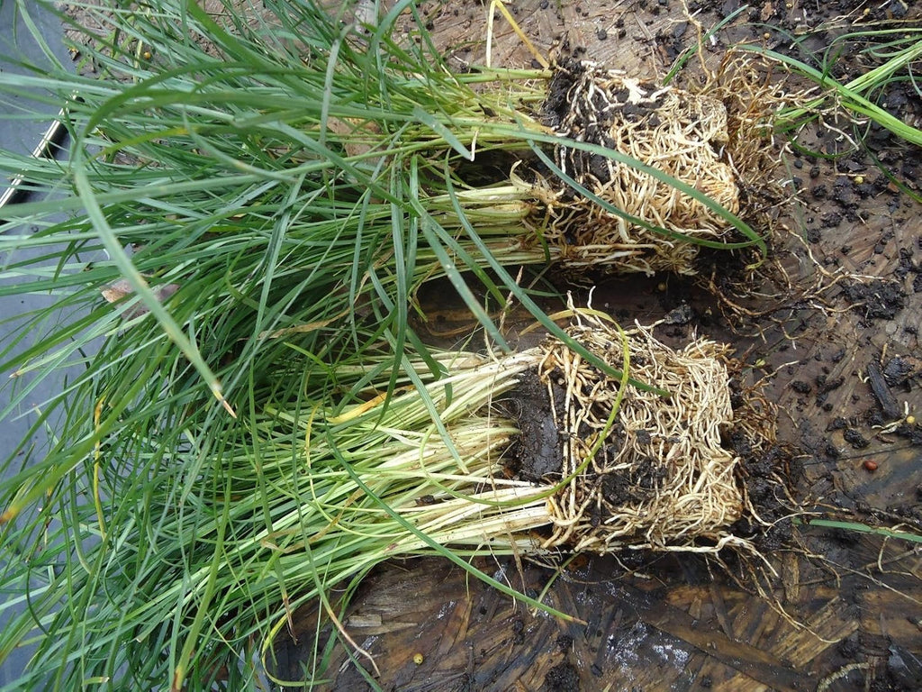 New and Healthy Standard MONDO GRASS -- 100 bare-root starts -- Border Plant -- Groundcover