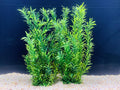 BEGONDIS 2 Pcs Artificial Water Plants, Fish Tank Aquarium Decorations, Made of Soft Plastic