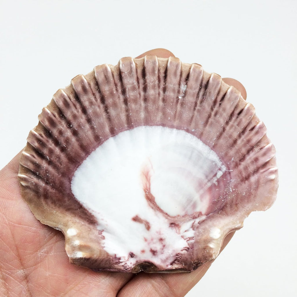 PEPPERLONELY 12PC Mexican Flat Scallop Sea Shells, 2-1/2 Inch ~ 3-1/2 Inch