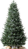 Balsam Hill European Silver Fir - Elegant Artificial Christmas Tree with True Needle Foliage Available Unlit or with LED Clear Lights, Unlit, 5'