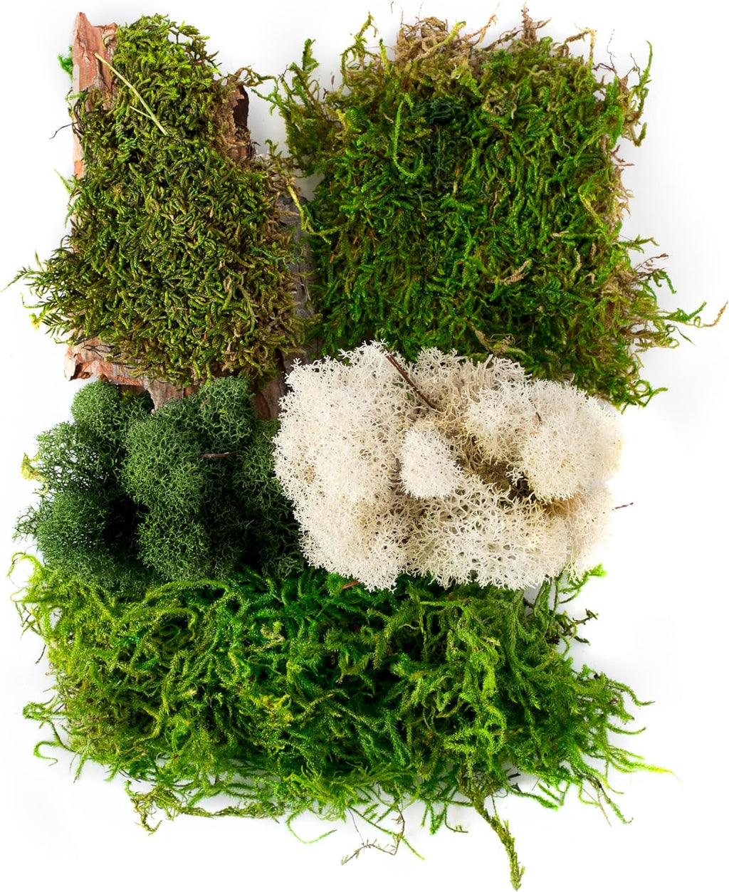 SuperMoss Moss Mix, Delaware