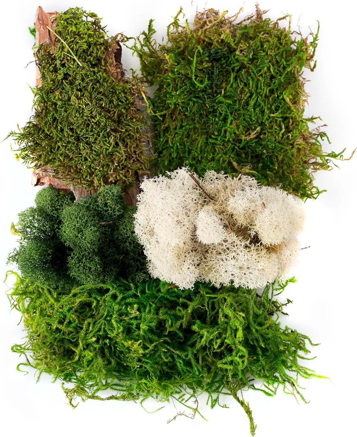 SuperMoss Moss Mix, Delaware