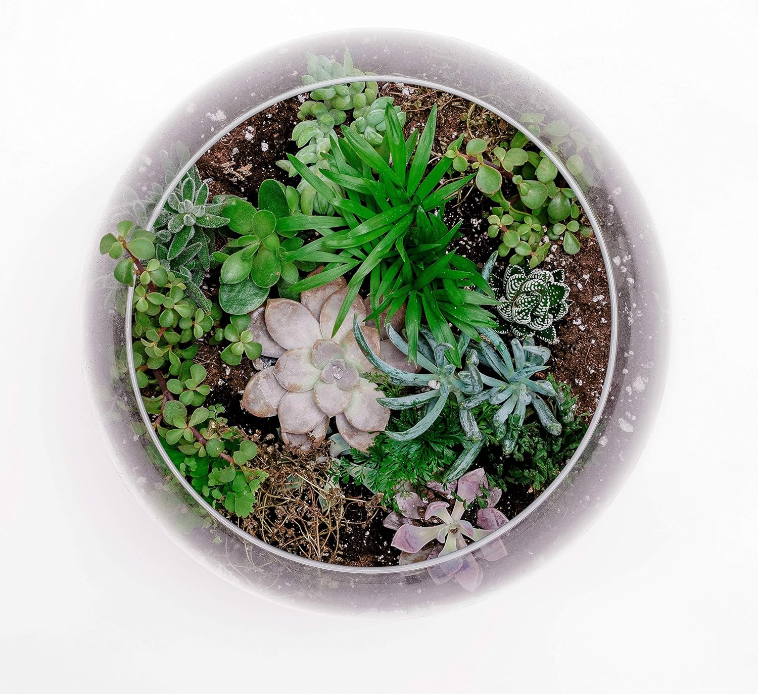 WGV Bowl Glass Vase Bulk, Diameter 10", Height 8", Open Width 6", (Multiple Sizes Choices) Clear Bubble Planter Terrarium Fish Bowl for Wedding Event Home Decor, 4 Pieces (VBW0010)