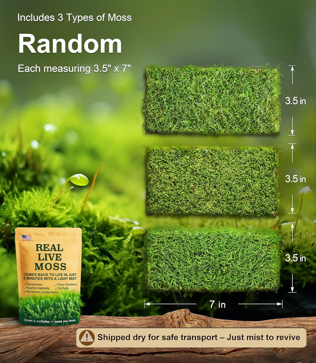 Live Moss Variety Pack for Reptiles– 3-Pack Mixed Real Terrarium Mosses (Each 3.5" x 7") – Live Sheet/Sphagnum Moss for Snake Gecko Turtle Frog Habitats, DIY Plant Décor – Fresh Reptiles Substrate