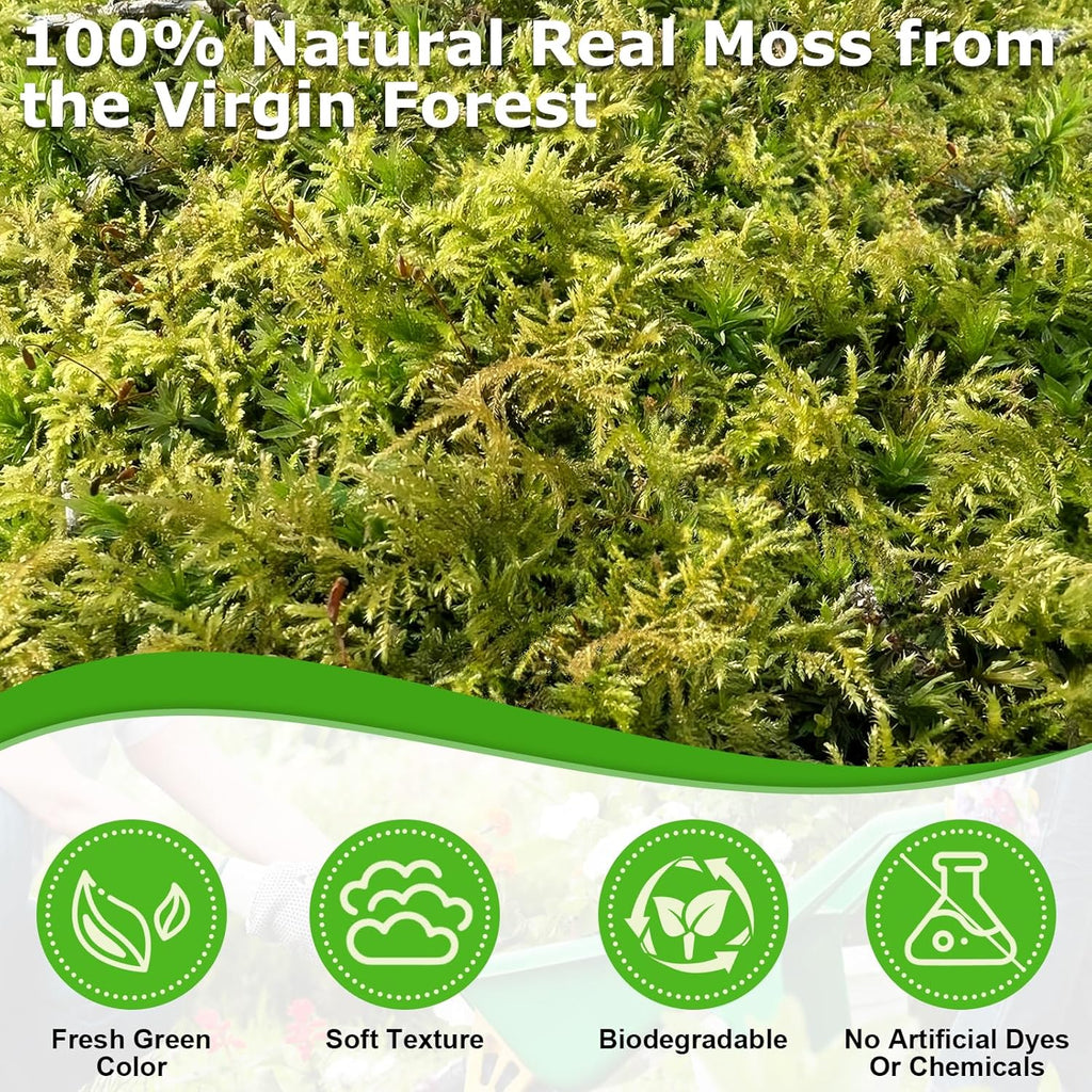 Legigo 3.5 OZ Green Moss for Crafts, Real Forest Moss for Plants Indoor, Table Decorative Centerpieces, Artificial Fairy Garden, Wedding Party Decor, Fake Potted Plants and DIY Craft Projects