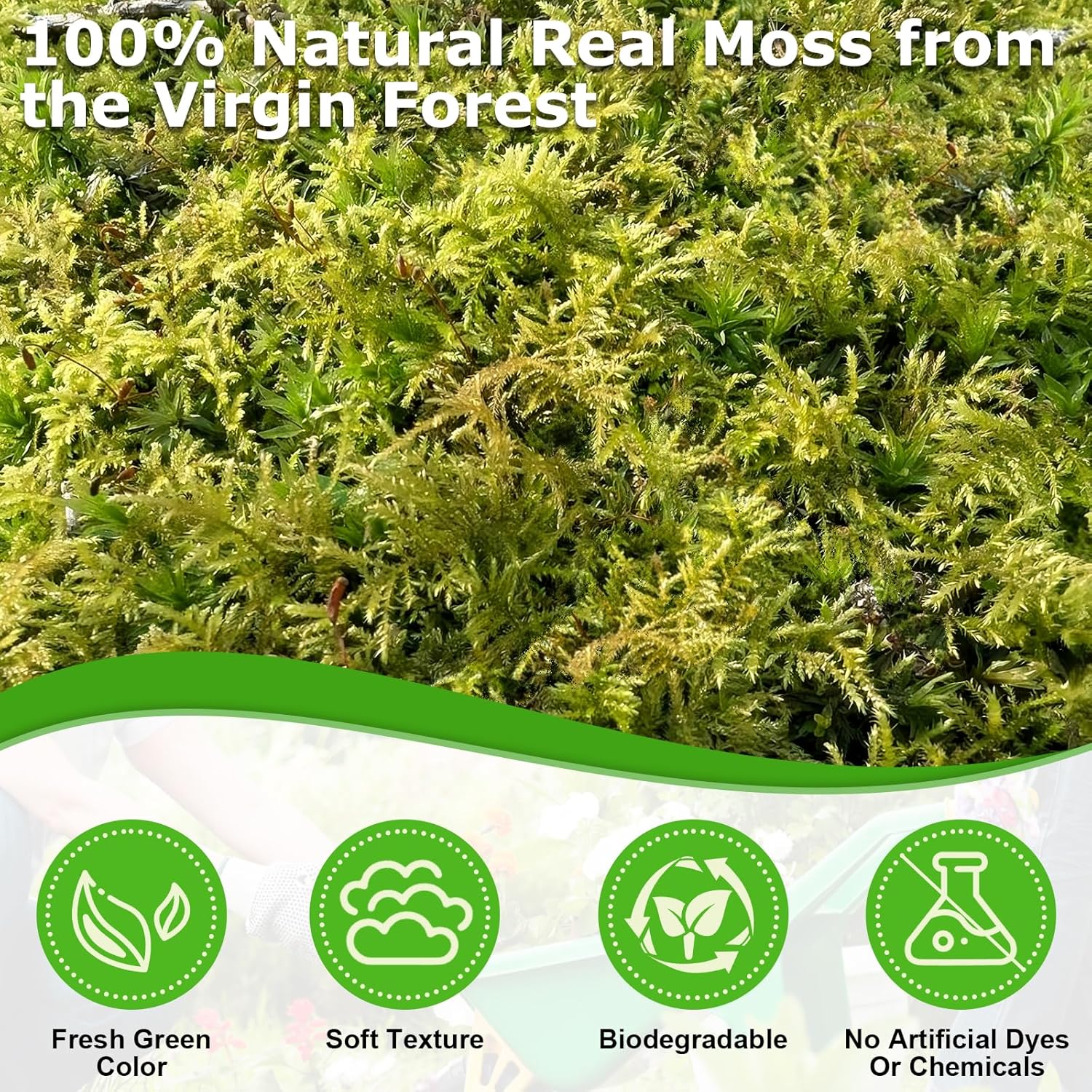 Legigo 3.5 OZ Green Moss for Crafts, Real Forest Moss for Plants Indoor, Table Decorative Centerpieces, Artificial Fairy Garden, Wedding Party Decor, Fake Potted Plants and DIY Craft Projects