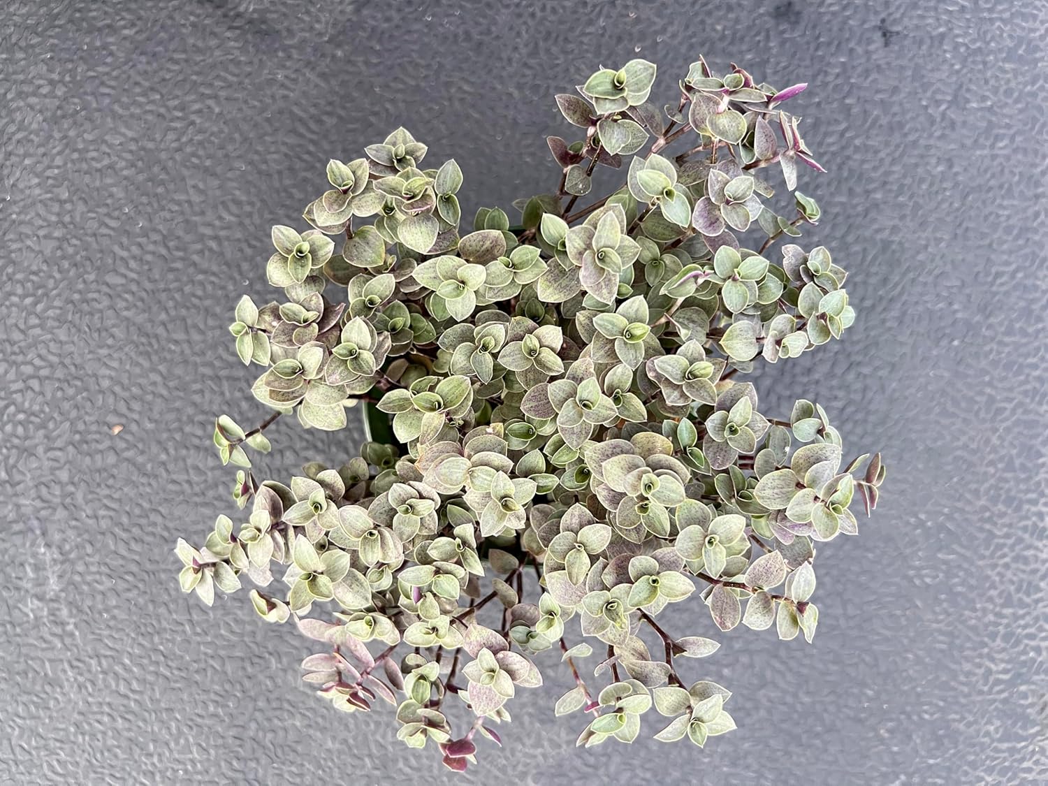 Sprout N Green Turtle Vine, Live Succulent Callisia Repens Sedum Fully Rooted in 4" Pot, House Plant Home Office Wedding Decoration DIY Projects Party Favor