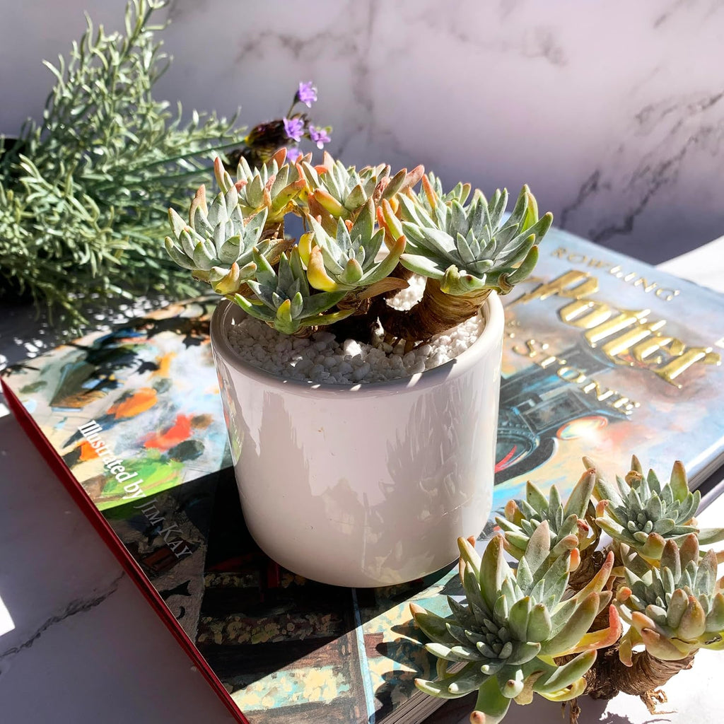Dudleya Gnoma S.W.McCabe Rare Live Succulent Plants, 5-7 Heads 3.5" Bare Root Without Pot & Soil, Garden Indoor Office Desk Baby Shower Decoration, Friend Plant Lovers Gifts