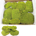 FAICOIA Preserved Pillow Moss Bulk Green Moss Balls for Bowls 2.5 sq.ft Natural Preserved Pole Moss Pillow for Wall Art Terrariums Crafts Fairy Gardens Pot Plants Easter Table Decor Yellow Green