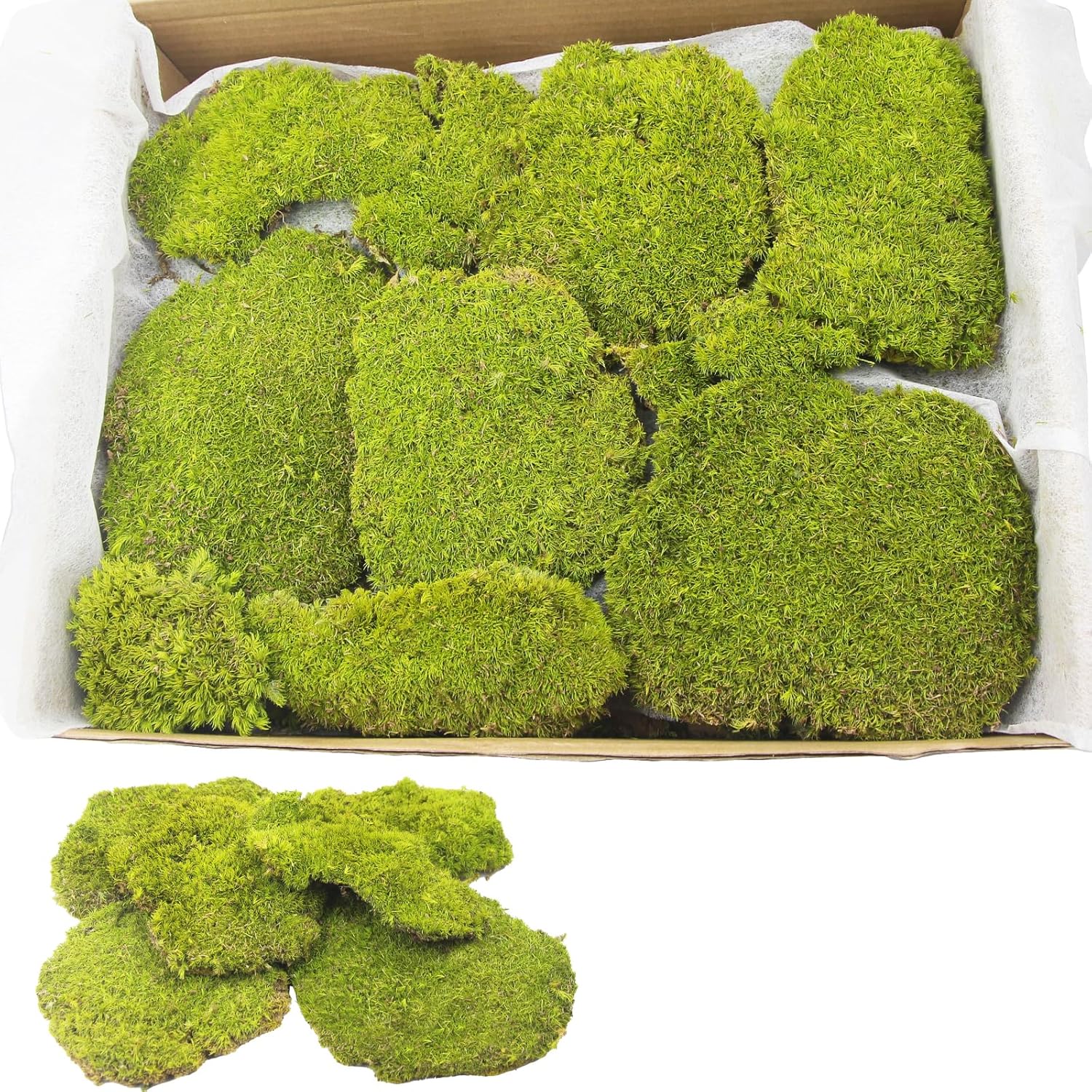 FAICOIA Preserved Pillow Moss Bulk Green Moss Balls for Bowls 2.5 sq.ft Natural Preserved Pole Moss Pillow for Wall Art Terrariums Crafts Fairy Gardens Pot Plants Easter Table Decor Yellow Green
