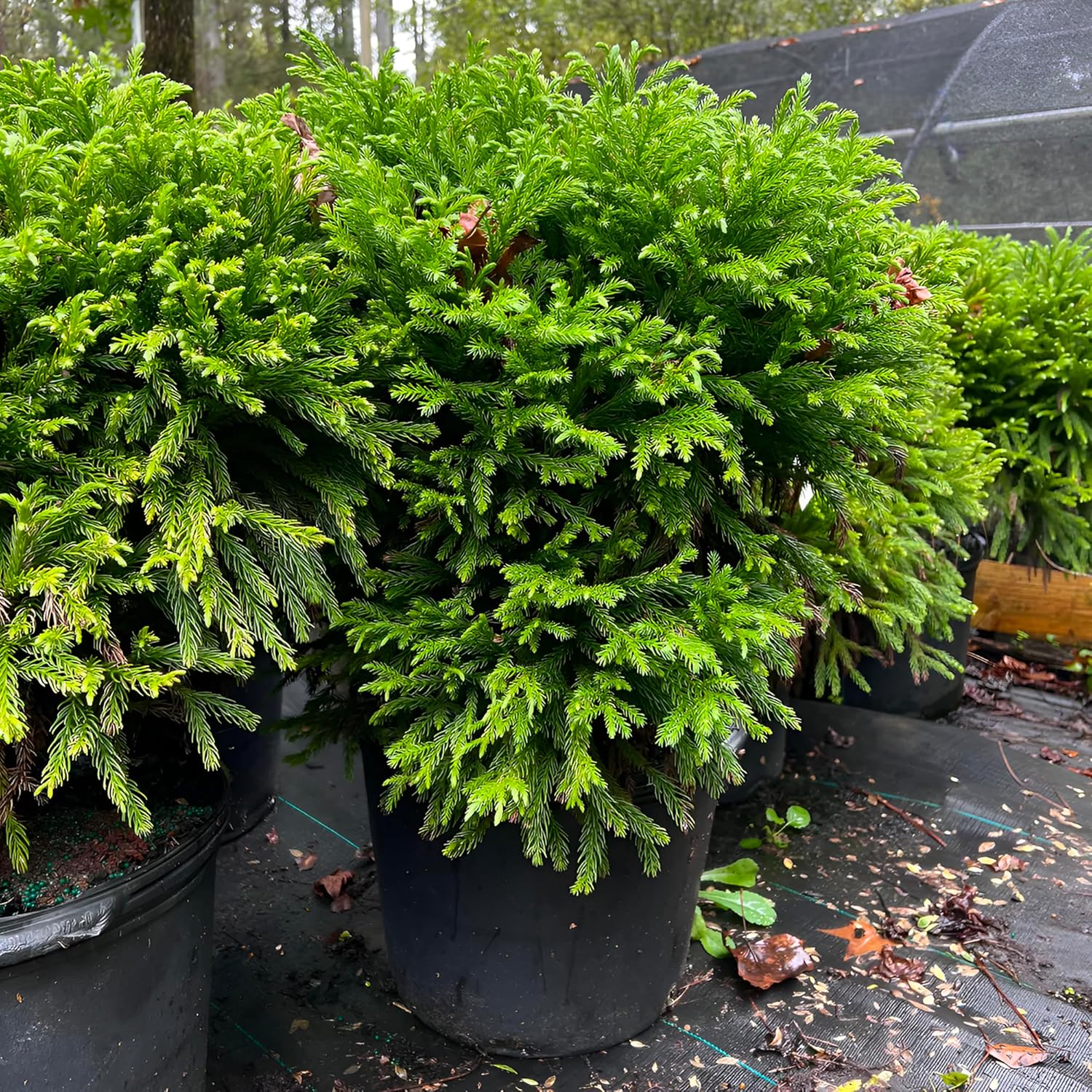 Cryptomeria Globosa Nana – Dwarf Evergreen Shrub, Compact Globe-Shaped Foliage, Hardy Live Plant for Garden & Landscape (3 Gallon/Potted/Set of 2 Plants)