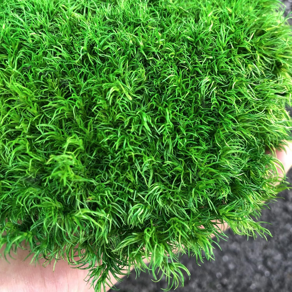 Preserved Pole Moss Pillow Bun Cushion Natural Green Decorative Real Natural DIY Kit Gardenning Art Wall Decor Florist Easter Table Decor Wedding(1.5 sq.ft, Green-C)