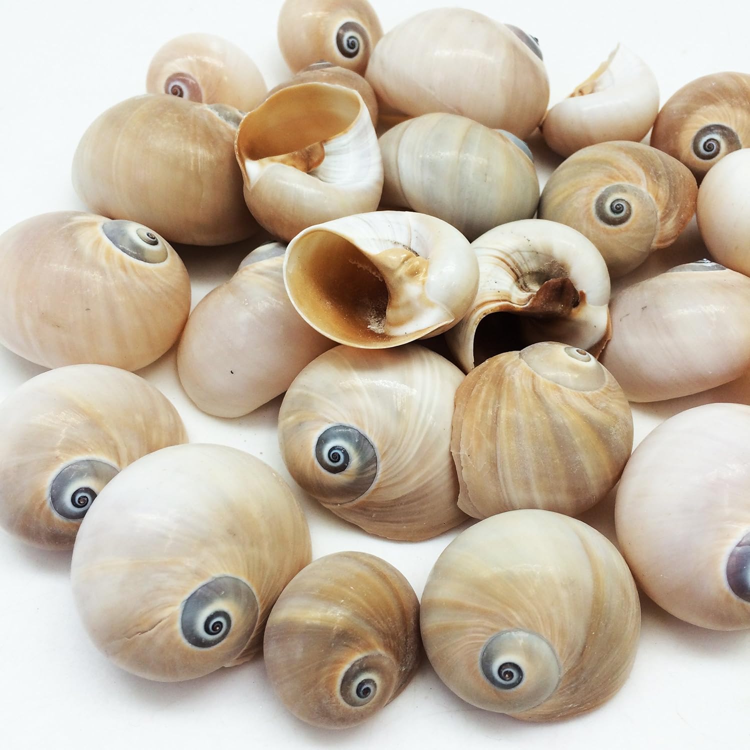 PEPPERLONELY 25 PC Natural Shark Eyes Sea Shells, 1 Inch ~ 2 Inch