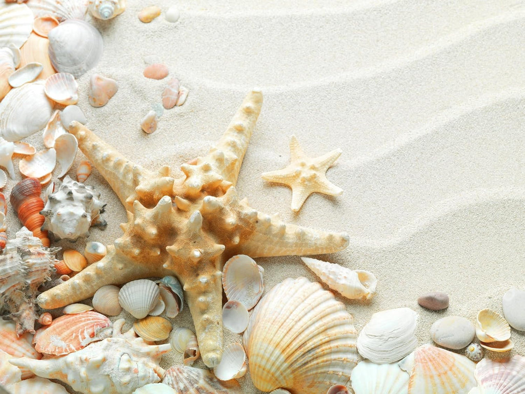 The Wood Etch 5 lb Natural White Sand for Sandbox, Sand Art, Home Decor, Sensory Bin, Aquarium & More, Odorless, Non-Toxic, Safe for Kids & Pets, Versatile, and Clump-Free for Easy Handling