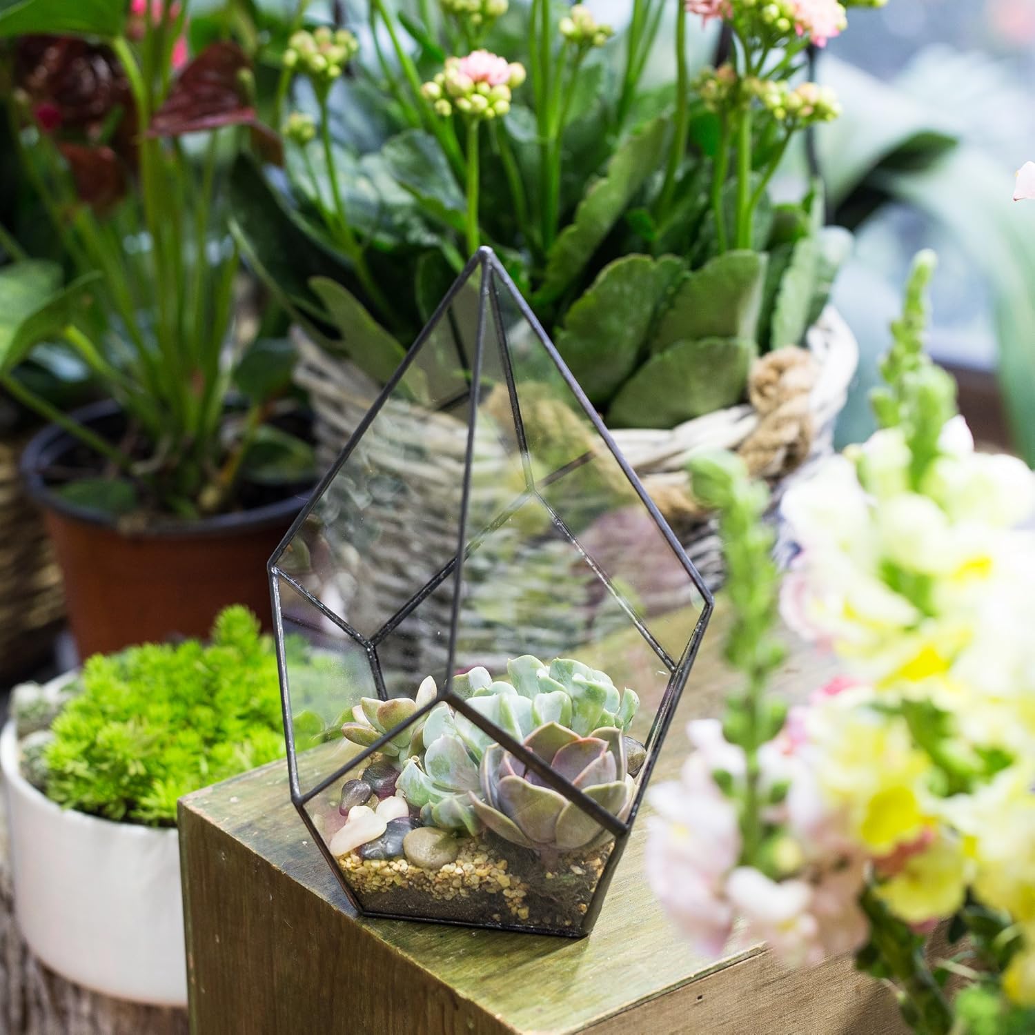 NCYP Geometric Glass Terrarium Planter - 5.5 x 5.5 x 9 Inches - Diamond Shape Flower Pot for Succulent Air Plant - Home, Office Desktop Decoration Terrarium, Black (No Plants Included)