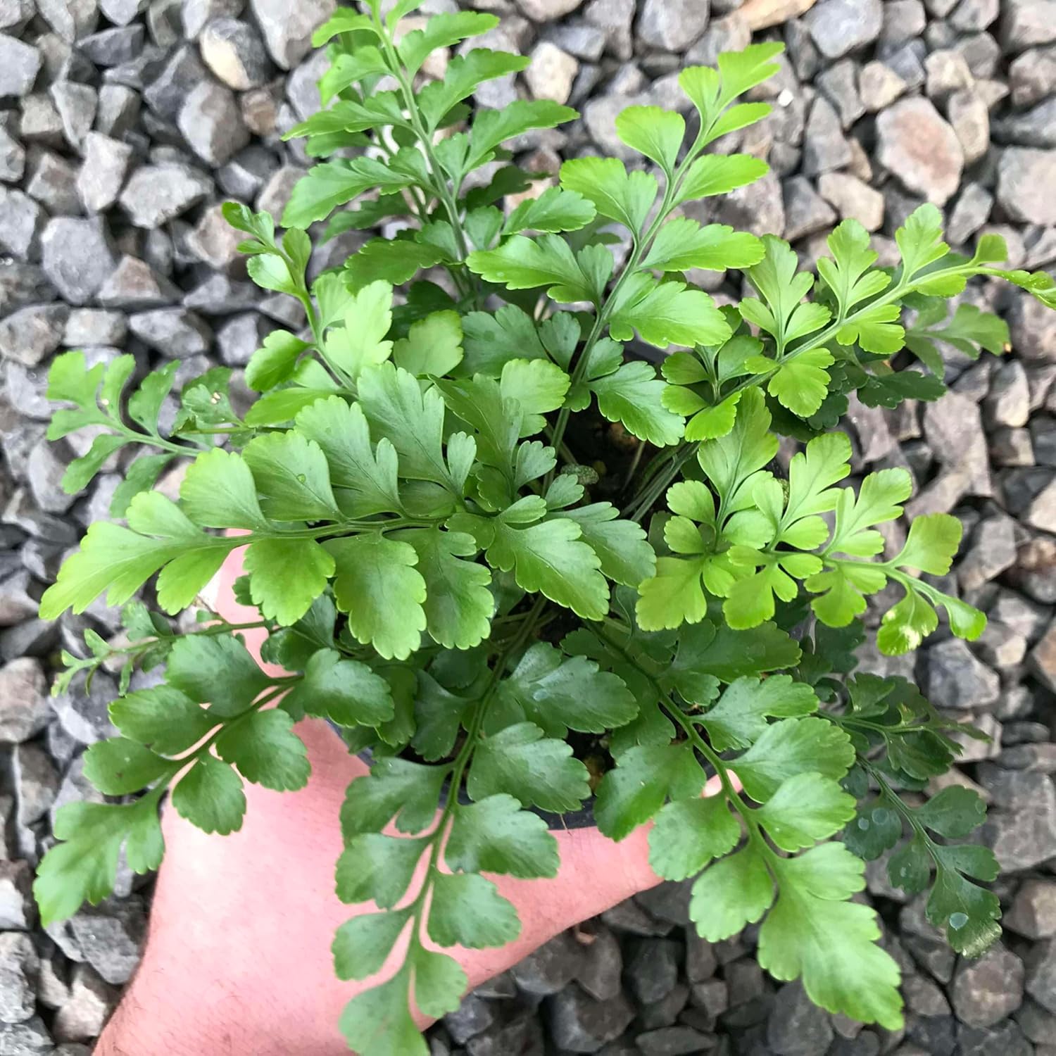 Austral Gem Fern Live Plant for Indoor | Different Houseplants in 4'' & 6'' Pot | Real House Plant for Living Room, Office, Desk & Bathroom | Asplenium dimorphum x difforme