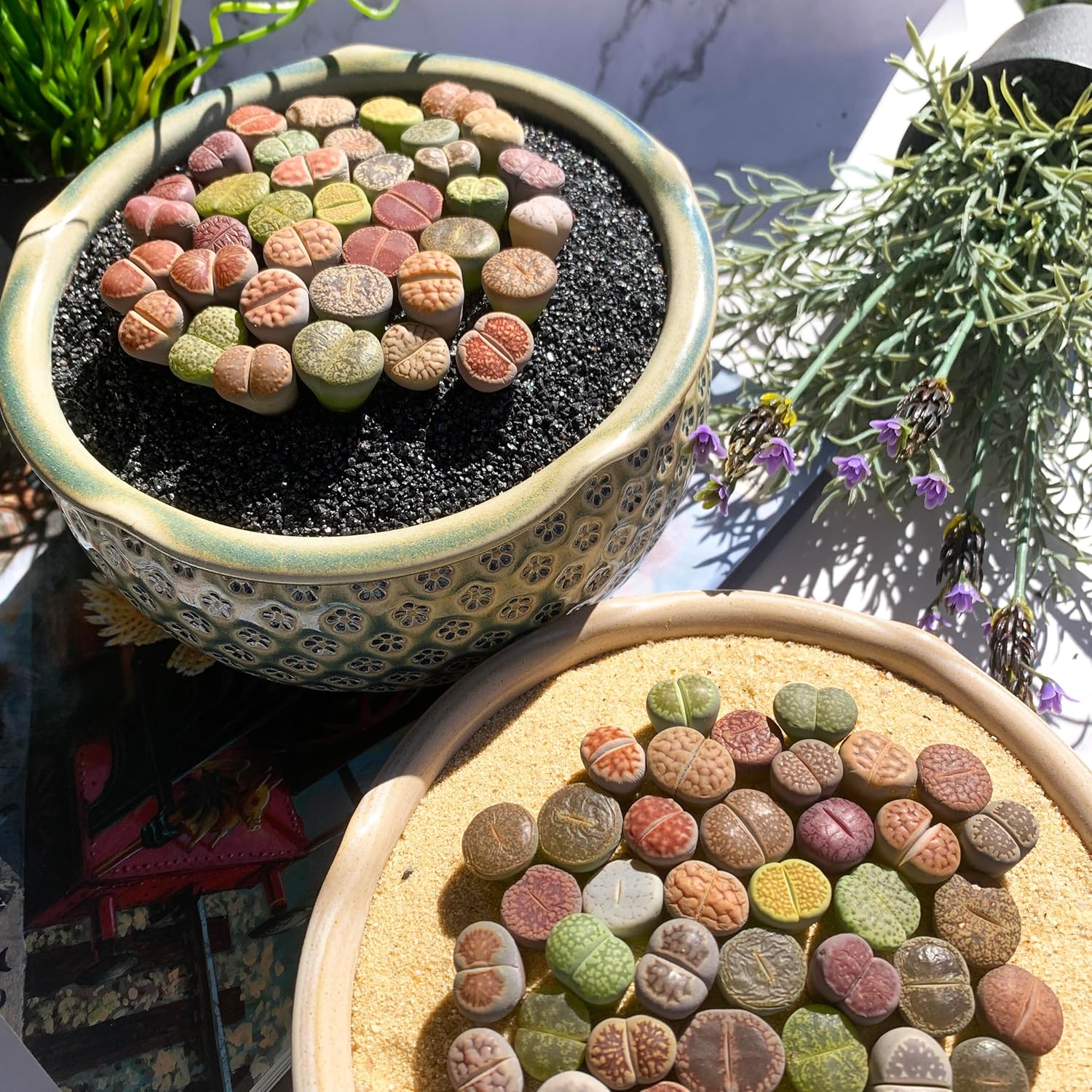 Lithops Random Mix Rare Live Succulent Plants, 30/50/100 Pcs Succulent Live Plant, Bare Root Without Pot Soil, Garden Indoor Office, Friend Plant Lovers Gifts (Large)