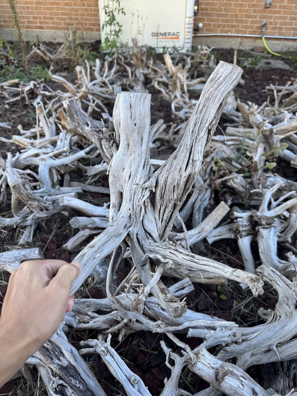 Azil Natural Driftwood (17'' - 20'') 1psc. Perfect Aquarium Decoration! Ideal for Fish Tanks, Freshwater Aquariums, terrariums, aquascaping
