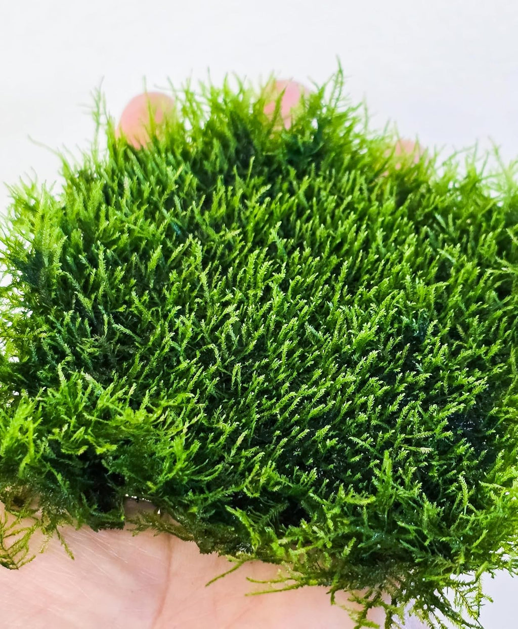 Generic Enchanting Aquatic Moss Collection: Create a Lush Underwater Landscape with Easy-Care Moss Varieties - Perfect for Aquarium Décor and Aquascaping (Mini Spinky - 3.5inx3.5in Matt)