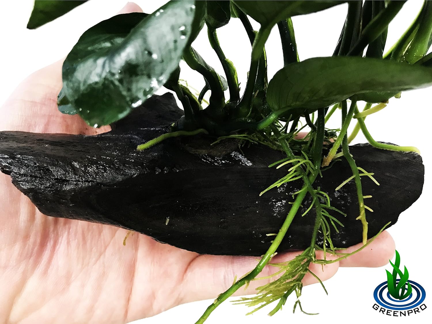 Greenpro (Anubias Barteri Butterfly) Anubias, Java Fern, Moss and More! Freshwater Live Aquarium Plants on Driftwood for Aquatic Tropical Fish Tank Decorations - Easy to Drop