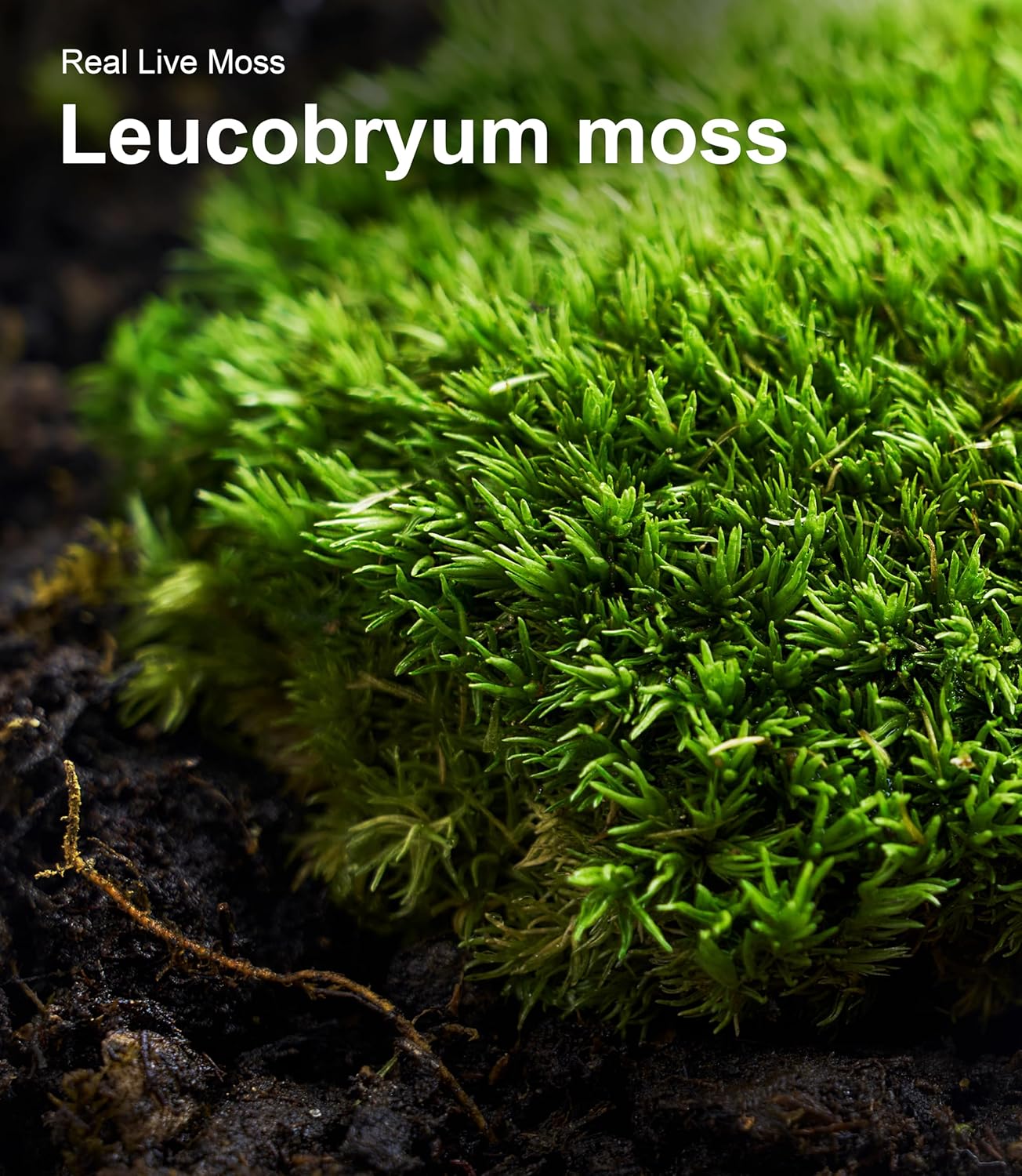 Fresh Real Live Moss Variety Pack for Orchids & Mini Landscapes DIY Terrariums, Bonsai, Reptile Habitats & Potted Plants | Revives Quickly with Mist, Soft Green Texture (Whole 8"x8" Leucobryum Moss)