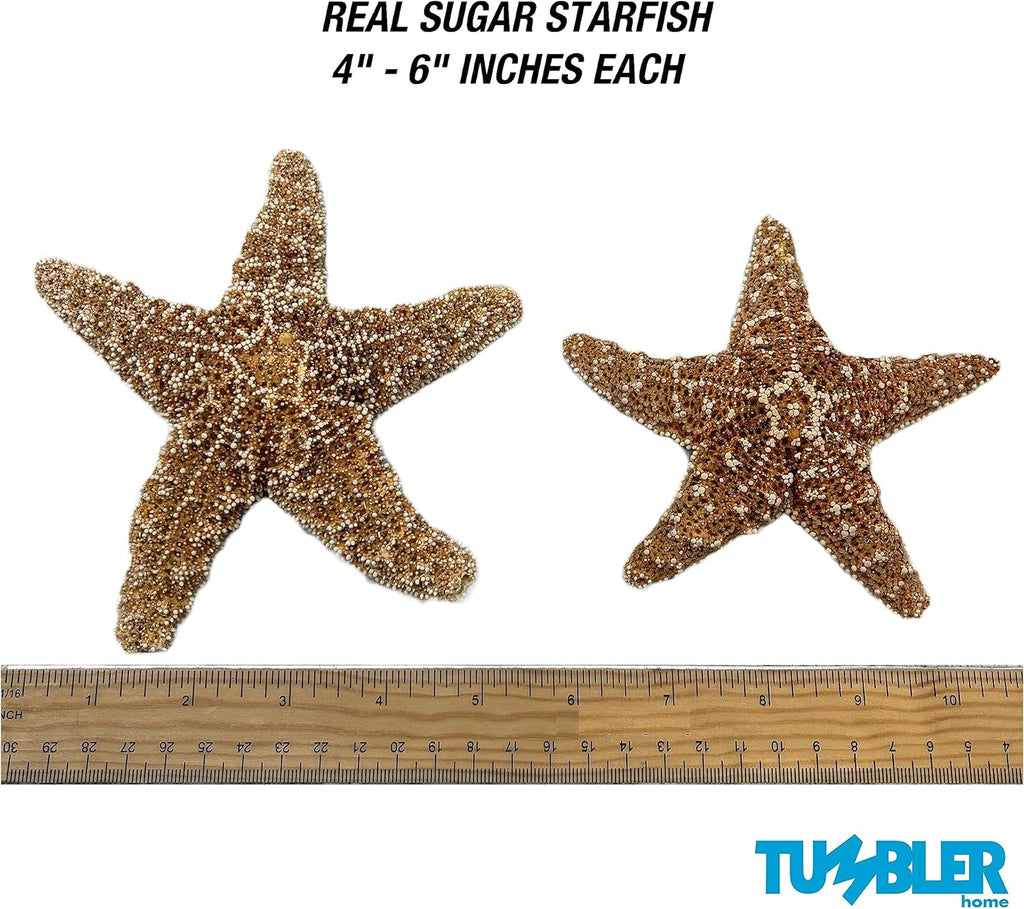Tumbler Home Real Starfish Décor - 10pcs - 4" - 6" Large Starfish for Crafts, Beach House Décor, Chirstmas Ornaments & Nautical Decorations