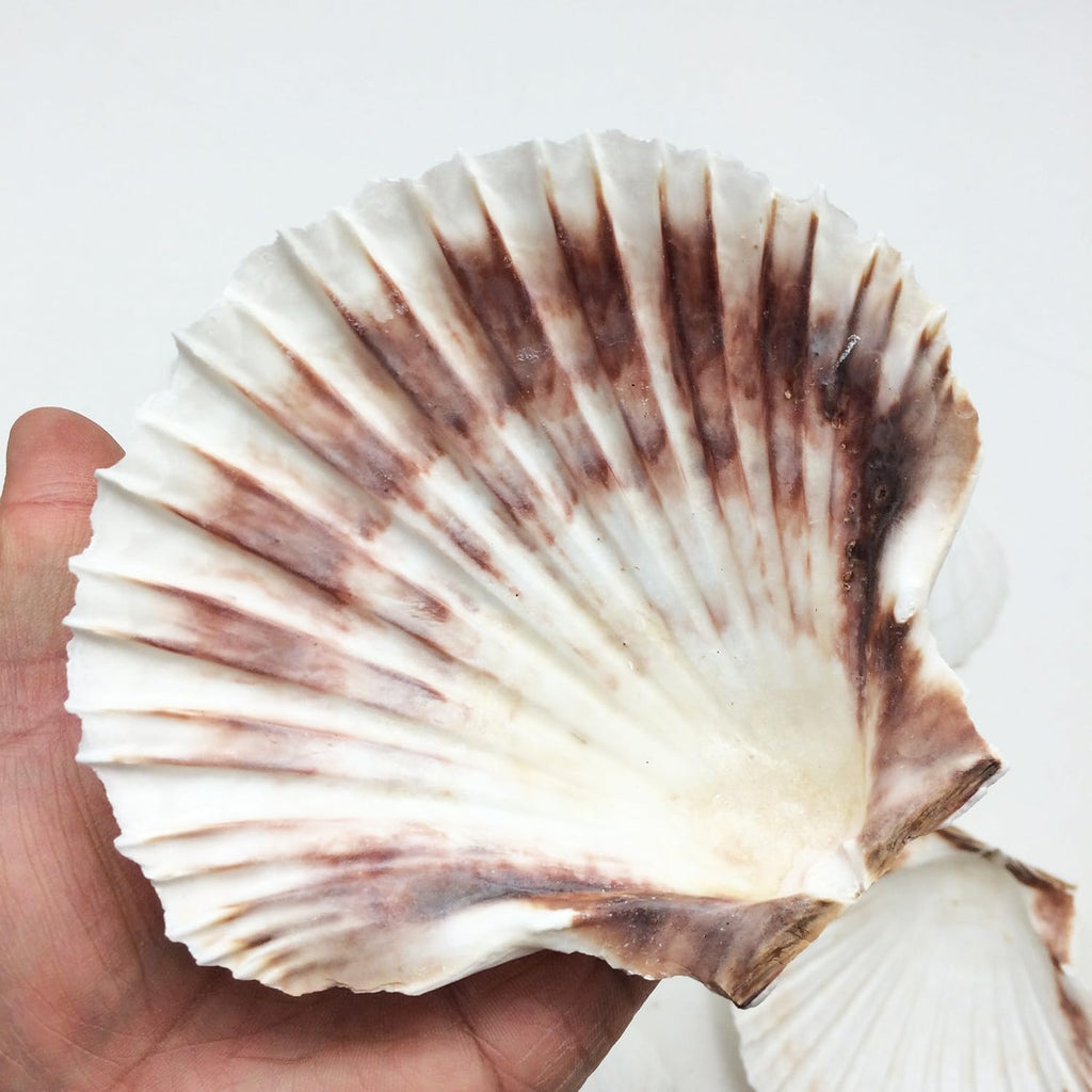 PEPPERLONELY 6 PC Large Great Scallop Sea Shells, Irish Deeps or Irish Baking Shells, 4 Inch ~ 4-1/2 Inch