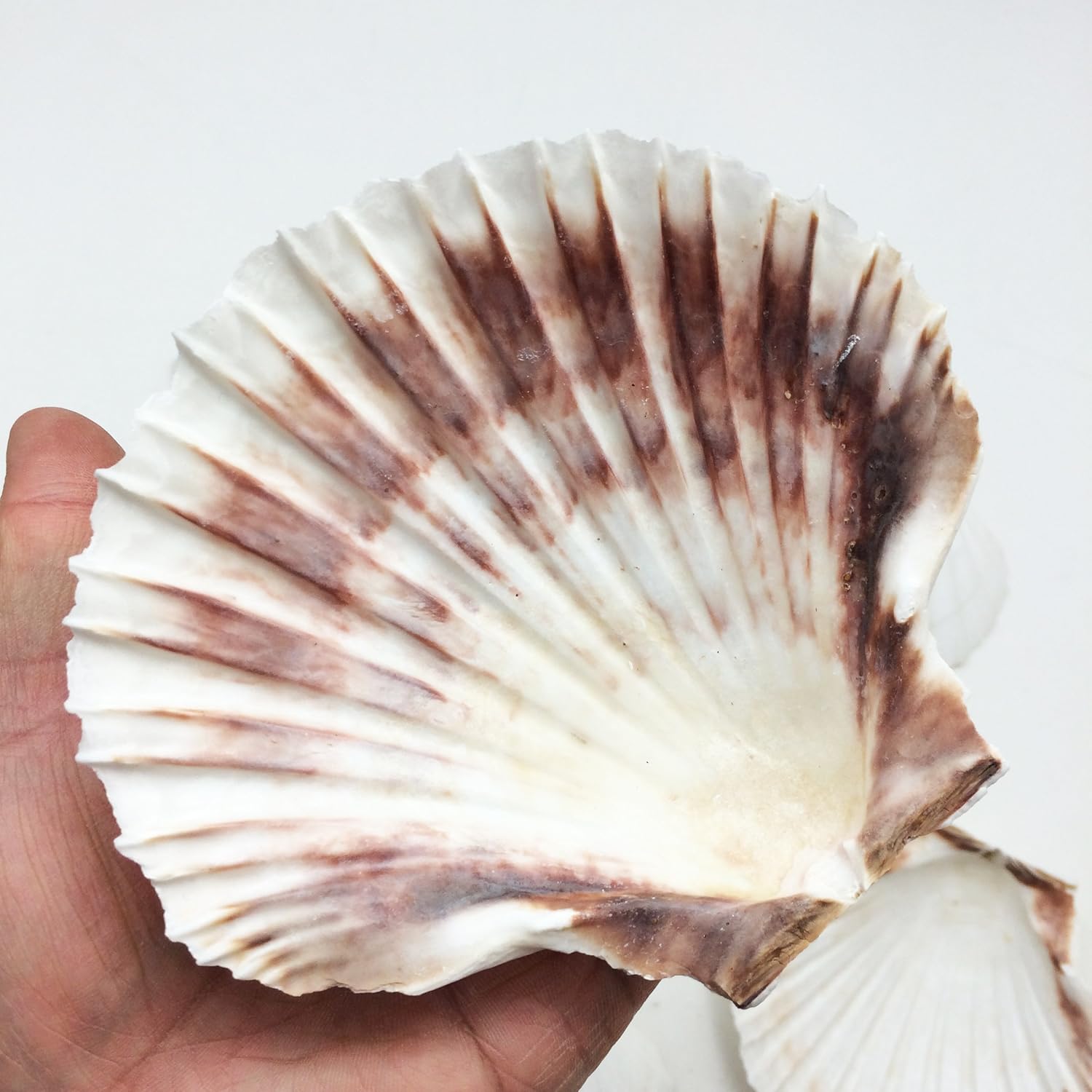 PEPPERLONELY 6 PC Large Great Scallop Sea Shells, Irish Deeps or Irish Baking Shells, 4 Inch ~ 4-1/2 Inch