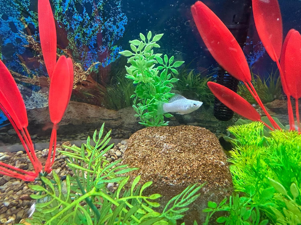 Aquarium Stone for Natural Water Clarification and Odor Removal (Medium)
