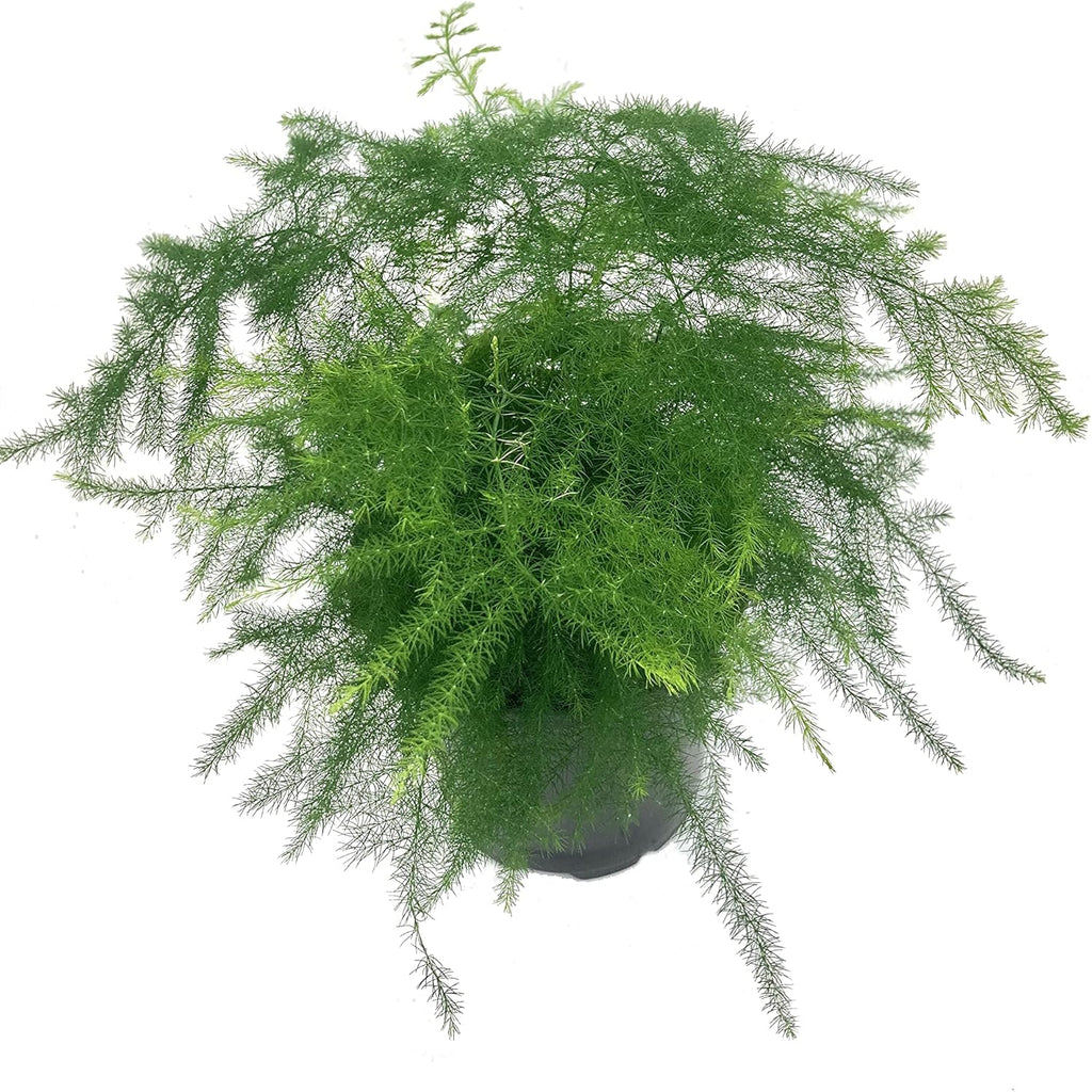 Exotic Fern Assortment - 5 Live Plants in 4 Inch Pots - Rare and Exotic Ferns from Florida - Growers Choice Based On Health, Beauty and Availability - Beautiful Clean Air Indoor Outdoor Ferns