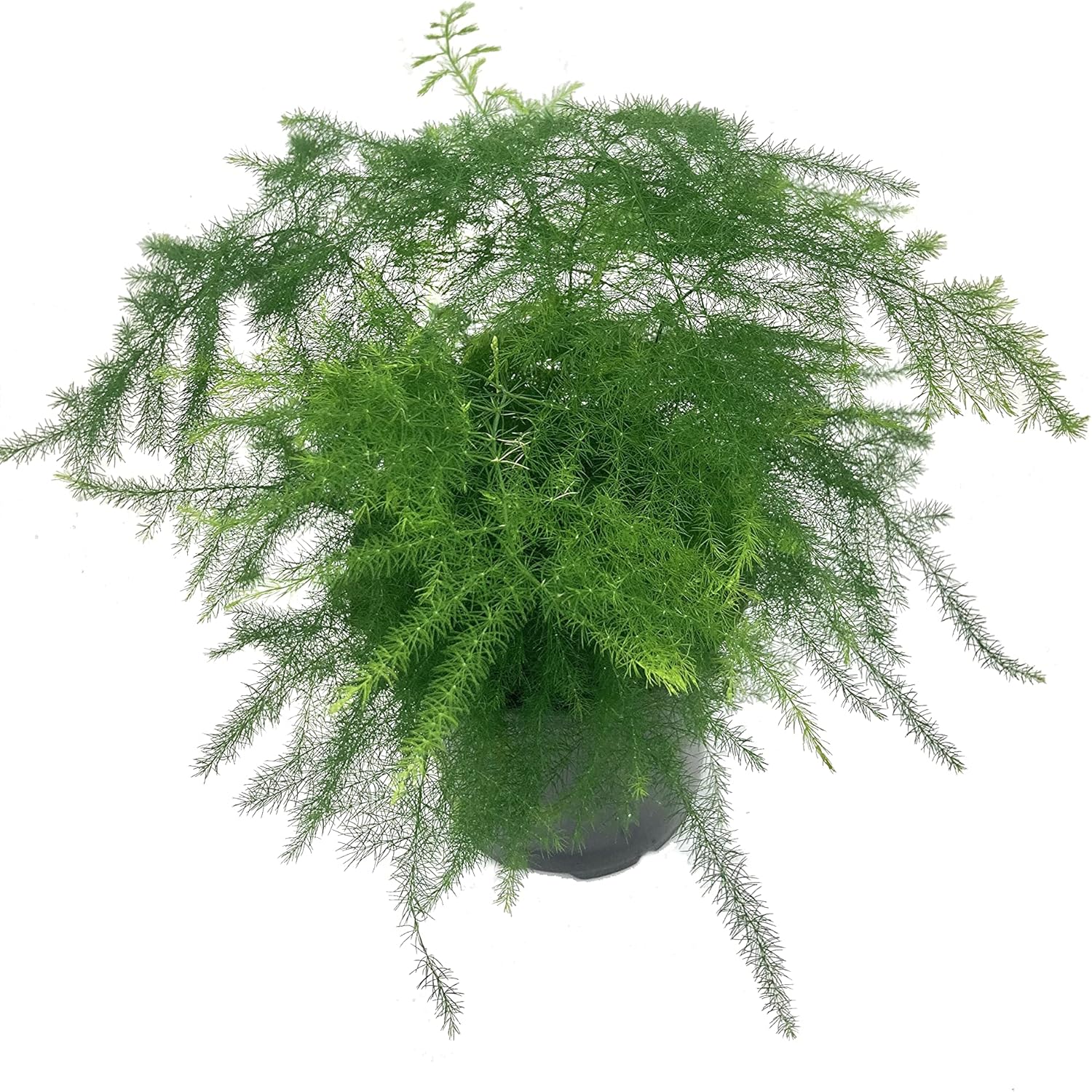 Exotic Fern Assortment - 5 Live Plants in 4 Inch Pots - Rare and Exotic Ferns from Florida - Growers Choice Based On Health, Beauty and Availability - Beautiful Clean Air Indoor Outdoor Ferns