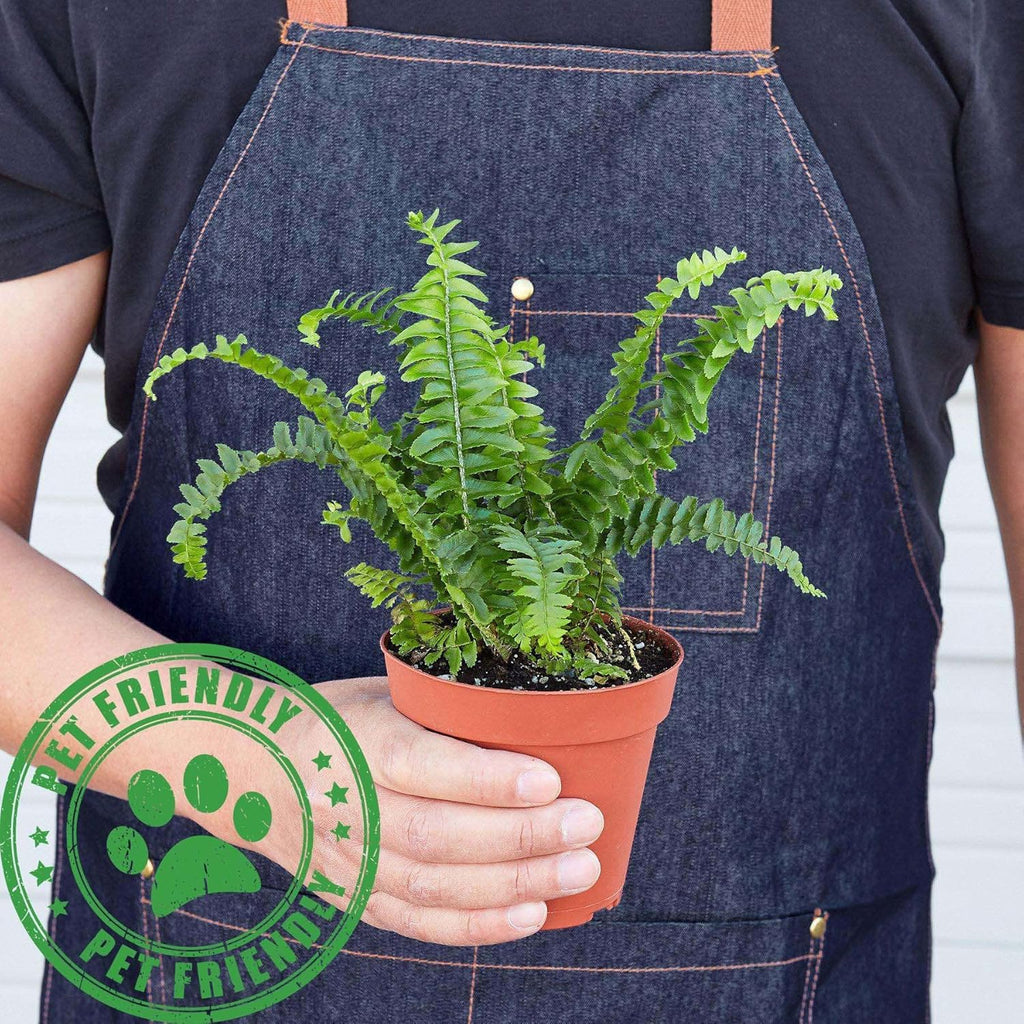 Jester's Crown Fern Live Plant for Indoor | Different Houseplants in 4'' & 6'' Pot | Real House Plant for Living Room, Office, Desk & Bathroom | Boston Fern | Sunjest Sword Fern