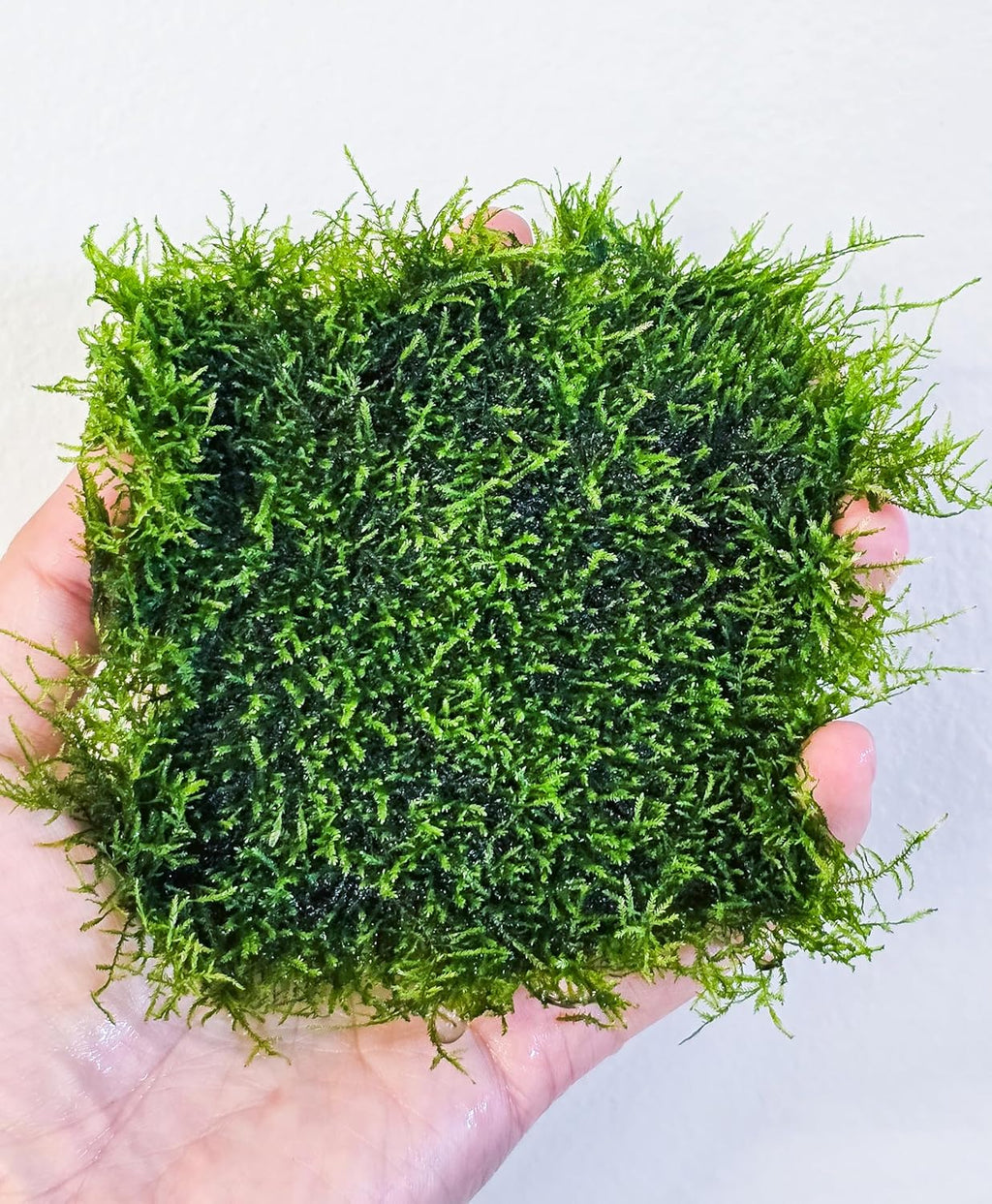 Generic Enchanting Aquatic Moss Collection: Create a Lush Underwater Landscape with Easy-Care Moss Varieties - Perfect for Aquarium Décor and Aquascaping (Mini Spinky - 3.5inx3.5in Matt)