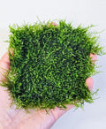 Generic Enchanting Aquatic Moss Collection: Create a Lush Underwater Landscape with Easy-Care Moss Varieties - Perfect for Aquarium Décor and Aquascaping (Mini Spinky - 3.5inx3.5in Matt)