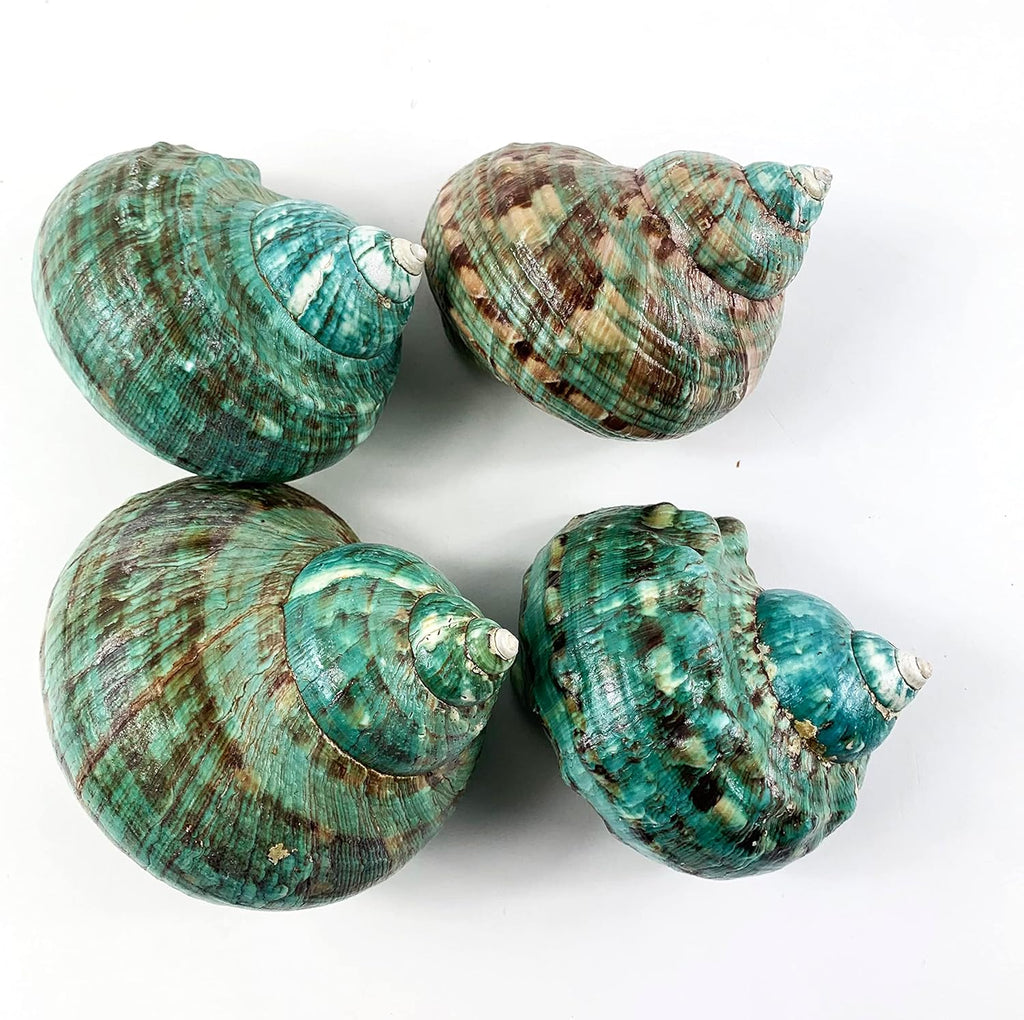 Heyiwell Natural Large Jade Turbo Seashells&Hermit Crab Shells 3.5"~4.5" Inch