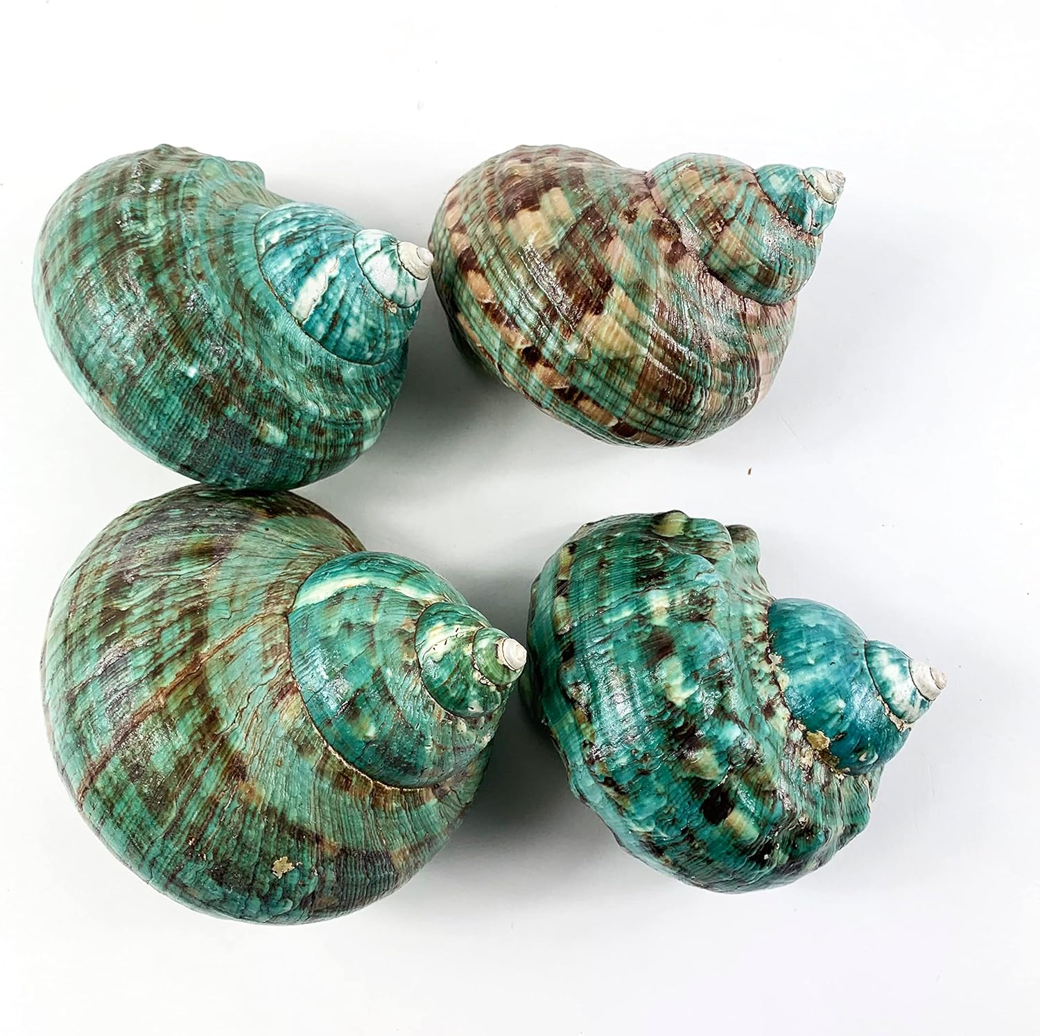 Heyiwell Natural Large Jade Turbo Seashells&Hermit Crab Shells 3.5"~4.5" Inch