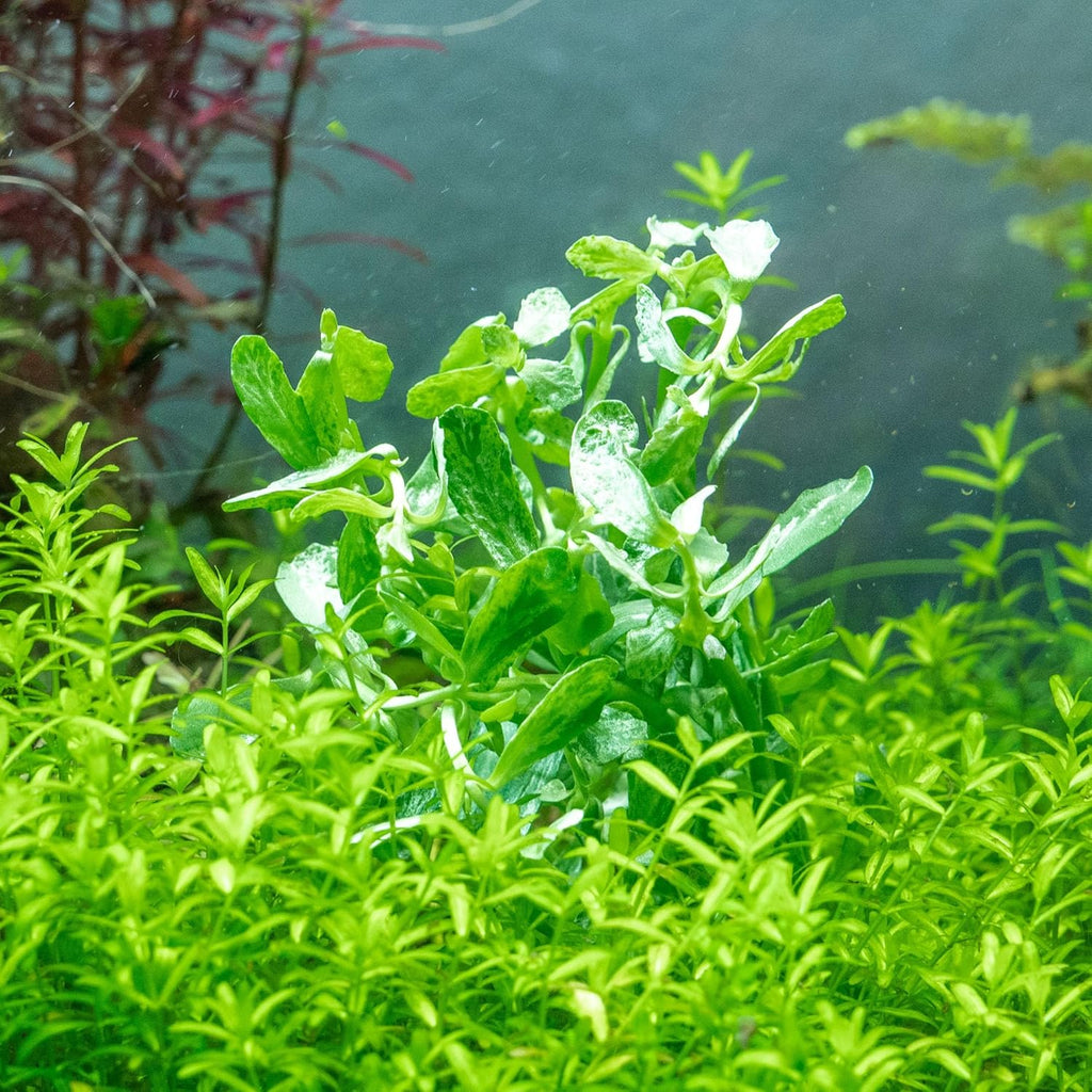 SubstrateSource Live Aquarium Stem Plants - Freshwater Aquatic Plant for Fish Tanks, Aquascaping - (Bacopa Monnieri Variegatus, 1 Bunch)