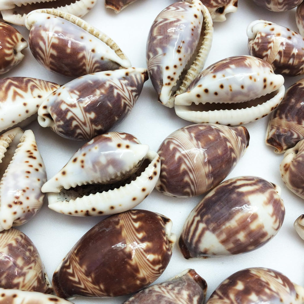 PEPPERLONELY 25PC Day-Break Cowry Sea Shells, Palmadusta Diluculum Shells, 3/4 Inch ~ 1-1/4 Inch